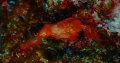 Hairy Ghost Pipefish